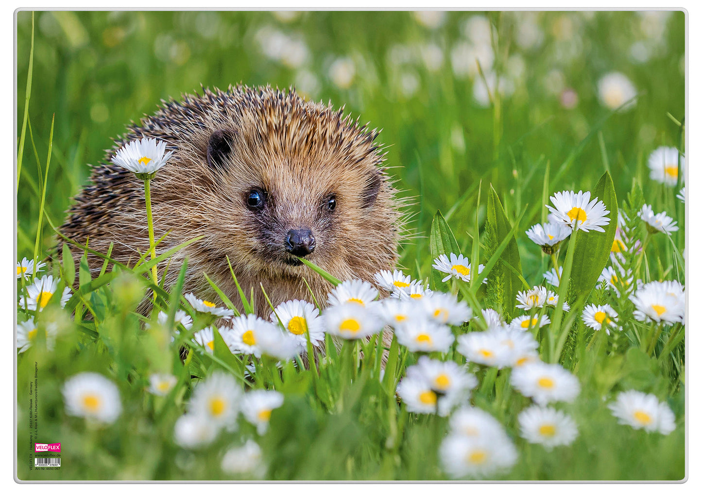 Schreibunterlage Poster Igel, Größe 35x50cm, rutschfest, abwaschbar